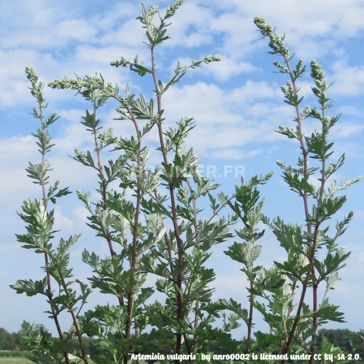 Armoise commune, Armoise officinale, Artemisia vulgaris image